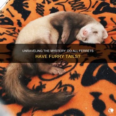 Do Ferrets Spray: Unraveling the Mysteries of Their Unique Behaviors