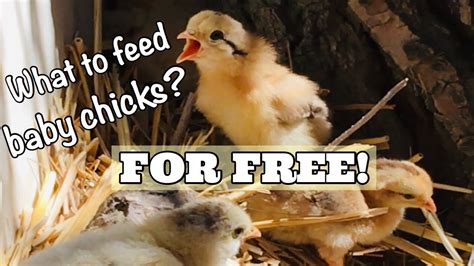 How Often Do You Feed Baby Chicks: A Journey into the World of Tiny Beaks and Big Appetites