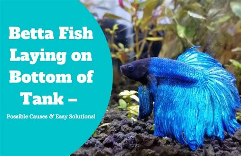 How Often Should I Feed My Betta Fish, and Why Do They Dream of Electric Worms?