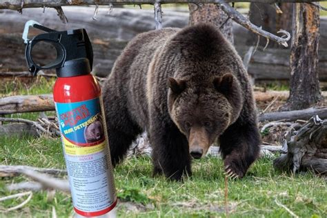 Is Bear Spray Allowed in Yosemite? And Why Do Bears Prefer Picnic Baskets Over Camping Gear?