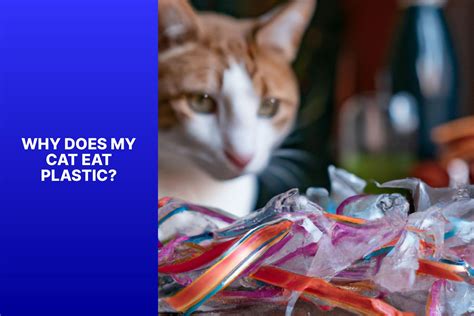 Is it normal for cats to eat plastic, or are they secretly plotting to build a spaceship?