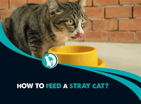 What to Feed a Stray Cat If You Don't Have Cat Food: A Journey Through Culinary Improvisation and Feline Whimsy