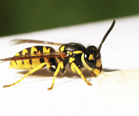 Will Wasp Spray Kill Yellow Jackets: A Dive into the Unpredictable World of Insect Warfare